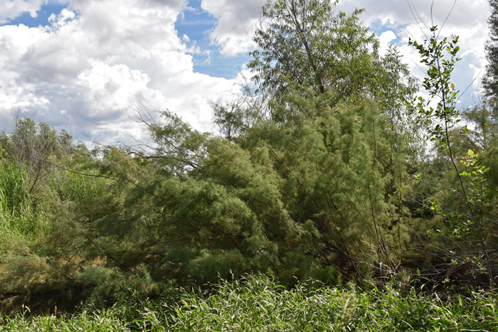 Chinese Saltcedar is a European invasive that has the potential to clog and damage riparian systems. Tamarix chinensis 